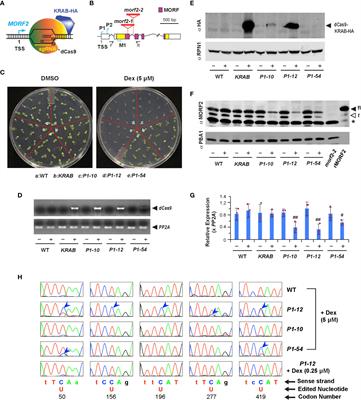 MORF2-mediated plastidial retrograde signaling is involved in stress response and skotomorphogenesis beyond RNA editing